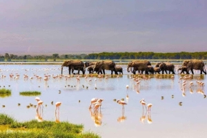 Nairobi: Dagstur til Amboseli Nationalpark og Maasai-landsby