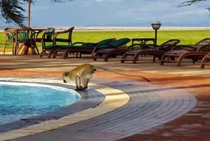 Nairobi: Dagstur til Amboseli Nationalpark og Maasai-landsby