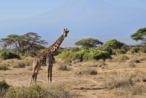 Nairobi: Dagstur til Amboseli Nationalpark og Maasai-landsby
