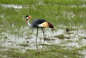 Nairobi: Dagstur til Amboseli Nationalpark og Maasai-landsby