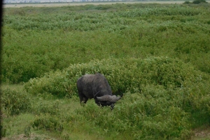 Nairobi: Dagstur til Amboseli Nationalpark og Maasai-landsby