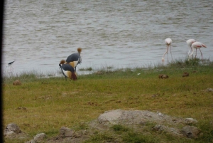 Nairobi: Dagstur til Amboseli Nationalpark og Maasai-landsby