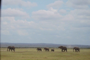 Nairobi: Dagstur til Amboseli Nationalpark og Maasai-landsby