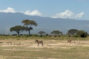 Nairobi: Dagstur til Amboseli Nationalpark og Maasai-landsby