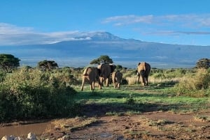 Nairobi: Tagestour zum Amboseli-Nationalpark & Masai-Dorf