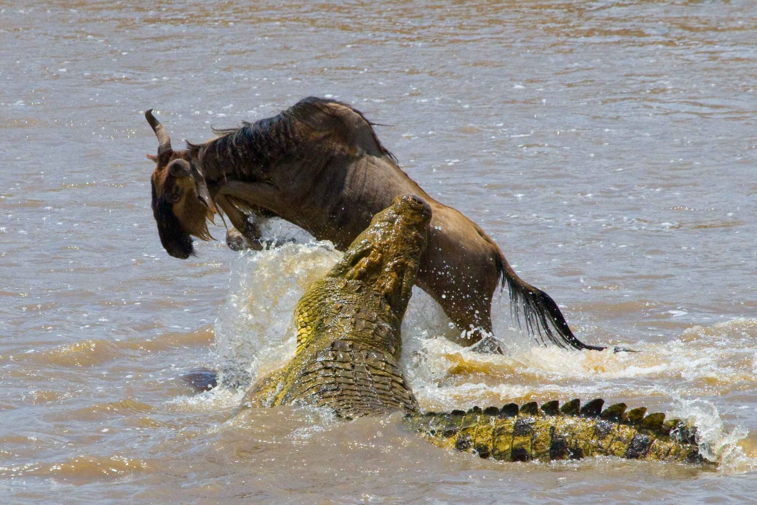 Nairobi : Excursion d'une journée à la réserve de Maasai Mara et au village Maasai