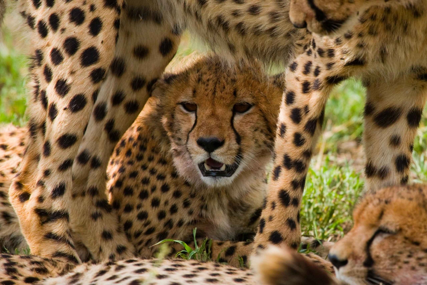 Nairobi : Excursion d'une journée à la réserve de Maasai Mara et au village Maasai