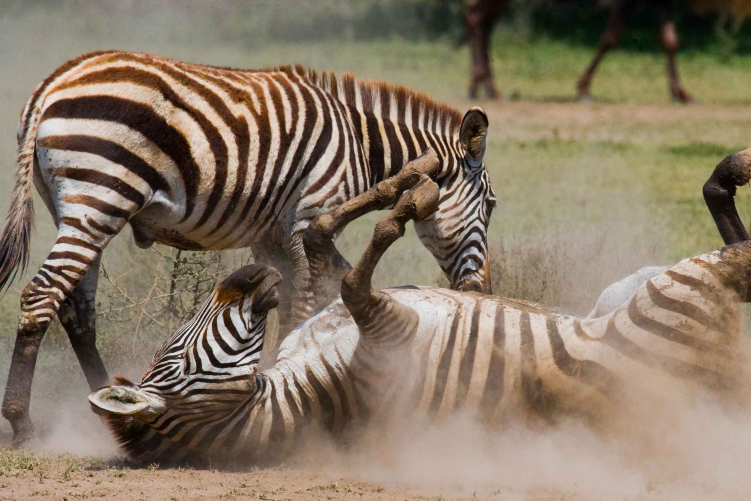 Nairobi : Excursion d'une journée à la réserve de Maasai Mara et au village Maasai