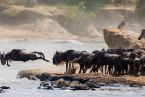 Nairobi: Day Trip to Maasai Mara Reserve & Maasai village