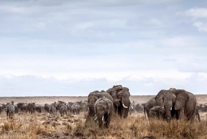 Nairobi: Day Trip to Maasai Mara Reserve & Maasai village