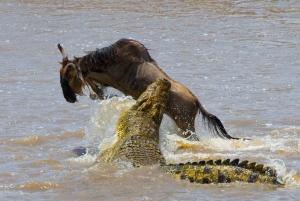 Nairobi : Excursion d'une journée à la réserve de Maasai Mara et au village Maasai