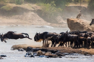 Nairobi : Excursion d'une journée à la réserve de Maasai Mara et au village Maasai