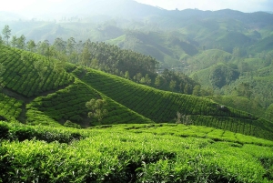 Nairobi: Excursión de un día a la Granja de Té Morado de Gatura Greens