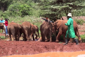Nairobi: Elephant Orphanage and Giraffe Center Day Adventure