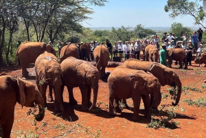 Nairobi: Elephant Orphanage and Giraffe Center Day Tour