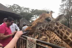 Nairóbi: excursão diurna ao orfanato de elefantes e ao centro de girafas