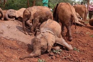 Nairobi: dagtour olifantenweeshuis en giraffencentrum