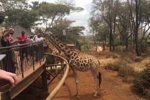 Nairobi: Excursión de un día al Orfanato de Elefantes y Centro de Jirafas