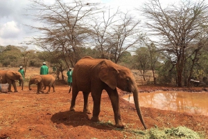 Nairobi: Elefanttiorvokoti ja kirahvikeskus Päiväretki