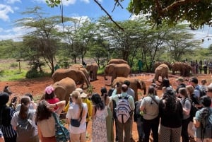 Nairobi: tour di un giorno all'orfanotrofio degli elefanti e al centro delle giraffe