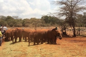Nairóbi: excursão diurna ao orfanato de elefantes e ao centro de girafas