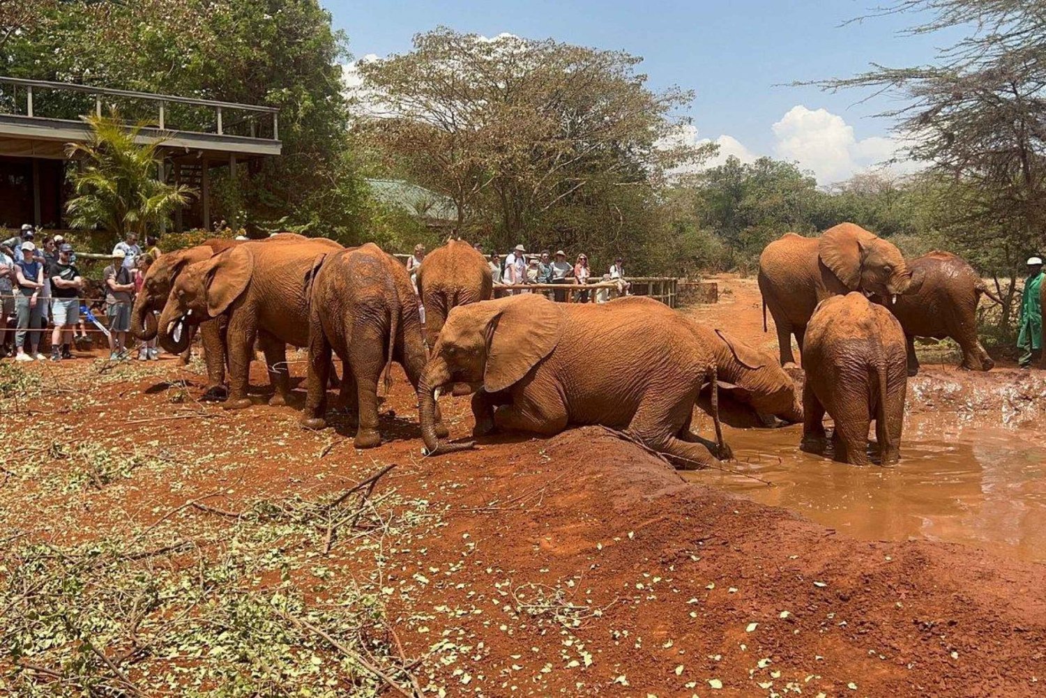 Elephant Orphanage and Giraffe Center Tour with Options