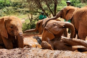 Nairobi: Elephant Orphanage and Giraffe Center Tour