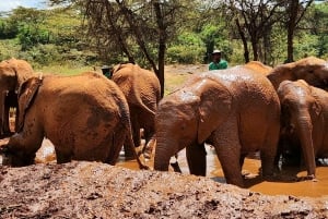 Nairobi: Elephant Orphanage and Giraffe Center Tour