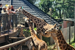 Nairobi: Elephant Orphanage and Giraffe Center Tour