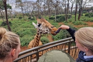 Excursão ao Orfanato de Elefantes e ao Centro de Girafas com opções