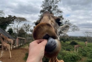 Tur til elefantbørnehjem og girafcenter med valgmuligheder