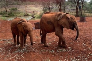 Elefantforeldreland og sjiraffsenter - tur med tilvalgsmuligheter