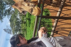 Tur til elefantbørnehjem og girafcenter med valgmuligheder