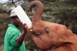 Nairobi: Elephant Orphanage, Beads Factory , giraffe center