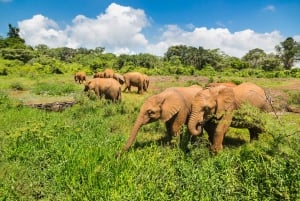 Nairobi: Orfanato de elefantes, Fábrica de abalorios , centro de jirafas