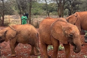 Nairobi: Orfanato de elefantes, Fábrica de abalorios , centro de jirafas