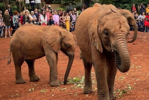 Nairobi : orphelinat des éléphants, fabrique de perles, centre des girafes