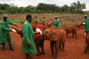 Nairobi: Elephant Orphanage, Giraffe Center, and Shopping