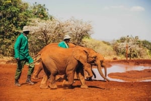 Nairobi: Elephant Orphanage, Giraffe Center, and Shopping