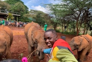 Nairobi: Elephant Orphanage, Giraffe Center, & Karen Blixen