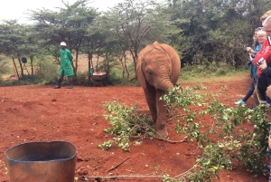 Nairobi: Elephant Orphanage, Giraffe Center, & Karen Blixen