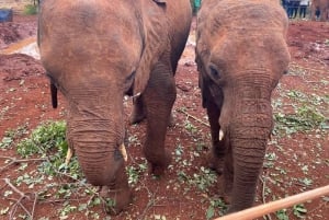Nairobi: Elephant Orphanage, Giraffe Center, & Karen Blixen