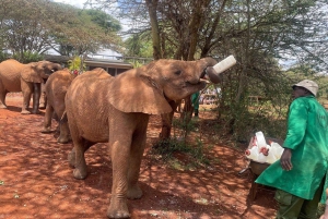 Nairobi: Elefantbarnhem, Giraffcenter och Karen Blixen