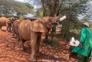 Nairobi: Elefantbarnhem, Giraffcenter och Karen Blixen