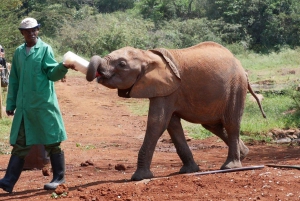 Nairobi: Elefantbørnehjem, Girafcenter og Karen Blixen