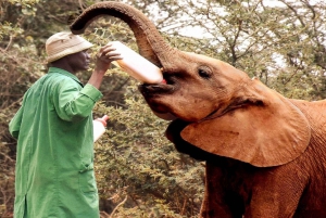 NAIROBI:Elephant Orphanage, Giraffe Centre and Karen Blixen.