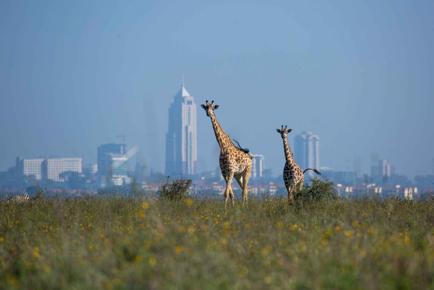 Nairobi, orphelinat des éléphants et centre des girafes