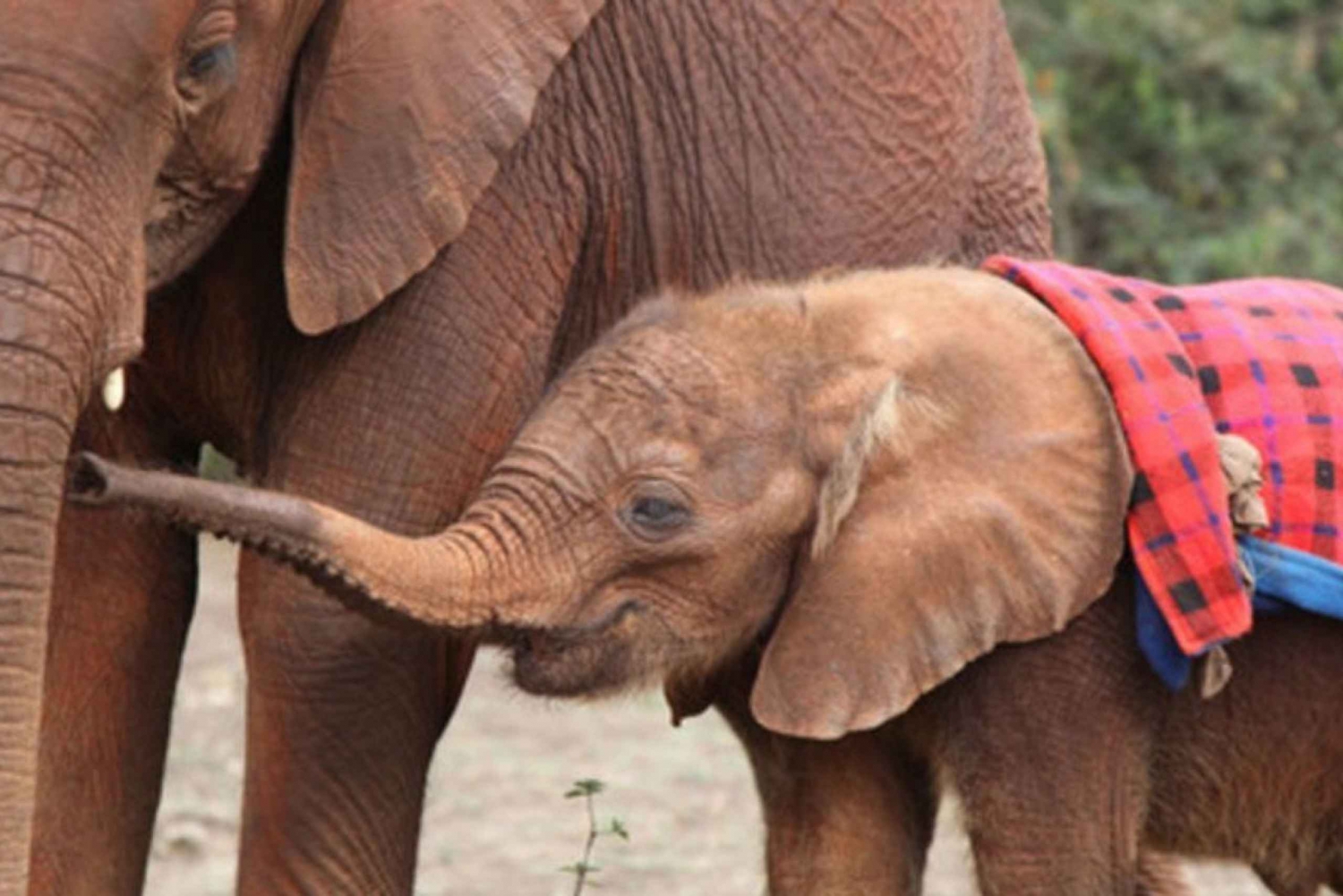 Nairobi: Elephant Orphanage Trust and Giraffe Center Tour