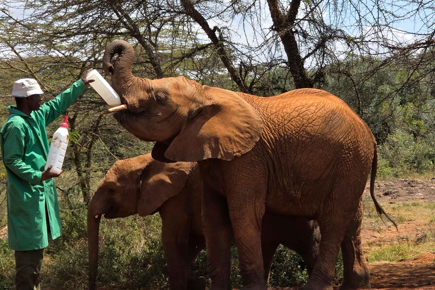 Nairobi: Tur til Elephant Orphanage Trust og Girafcentret