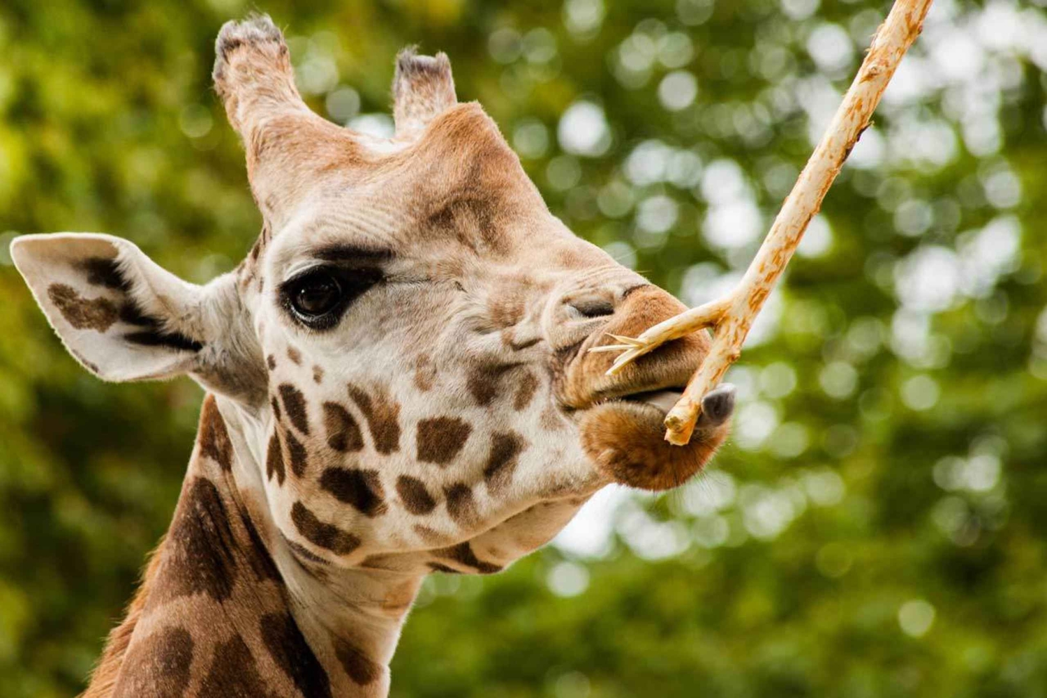 Nairobi: Elefanttiorvokoti Trust ja kirahvikeskus Tour